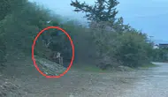 Aydınköy-Gaziveren’de kaçak geyik tespit edildi: Taşkent Doğa Parkı'ndan "kesinlikle yaklaşmayın" uyarısı