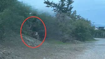 Aydınköy-Gaziveren’de kaçak geyik tespit edildi: Taşkent Doğa Parkı'ndan "kesinlikle yaklaşmayın" uyarısı
