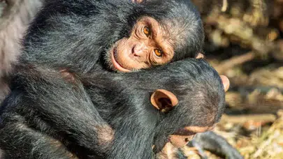 Şempanzeler kavgadan kaçınmak ve gerilimi azaltmak için birbirine sarılıyor